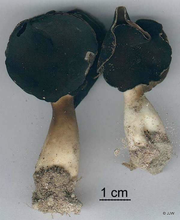 Helvella monachella